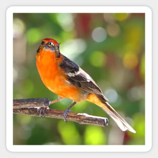 Baltimore Oriole Sticker